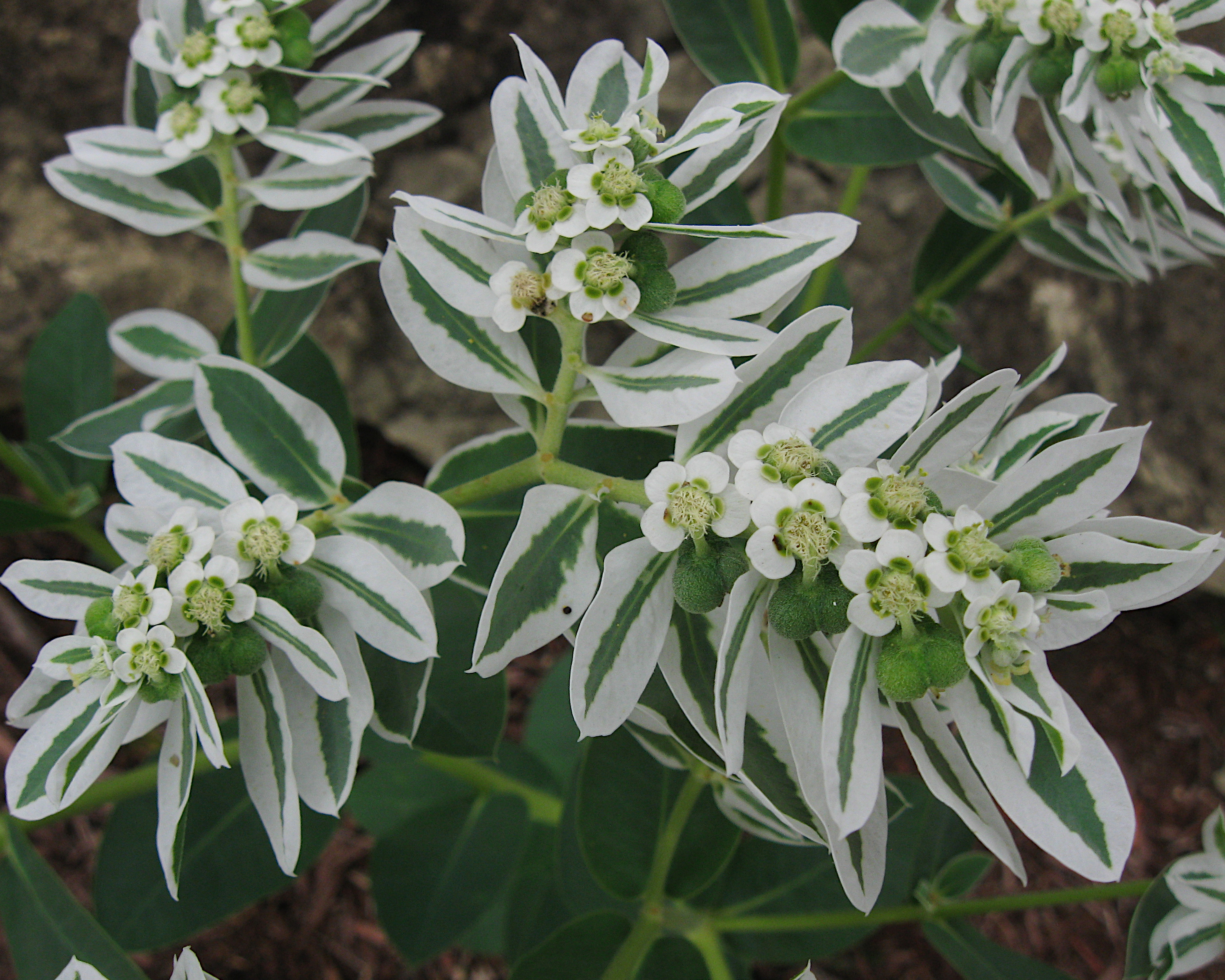 Euphorbia marginata