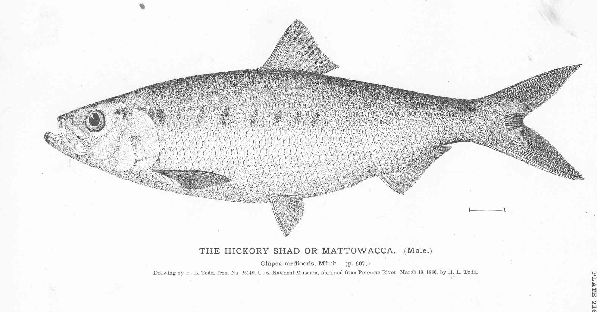 File:FMIB 51108 Hickory Shad or Mattowacca (Male).jpeg - Wikimedia Commons