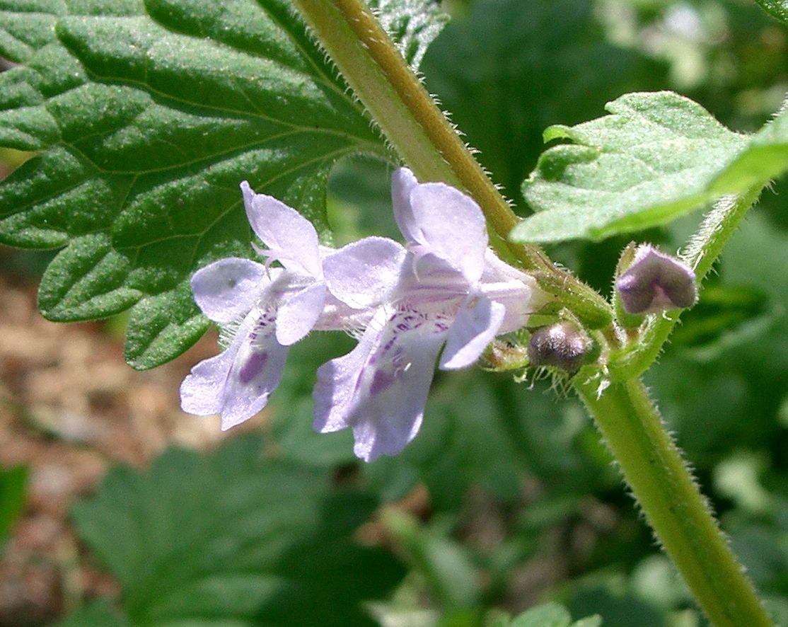 カキドオシ Wikipedia