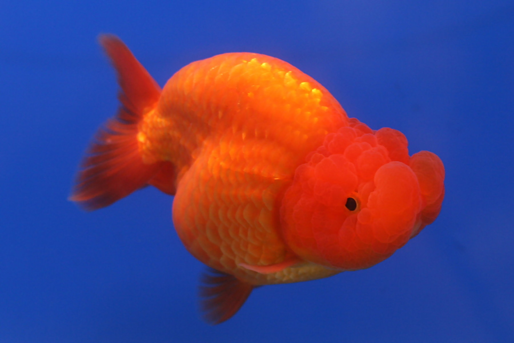 file-goldfish-ranchu-2-jpg-wikipedia-the-free-encyclopedia
