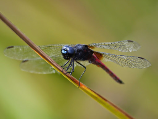 File:Hadrothemis defecta 1439019.jpg