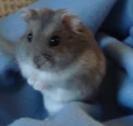 File Hamster Russe Bleu Jpg Wikimedia Commons