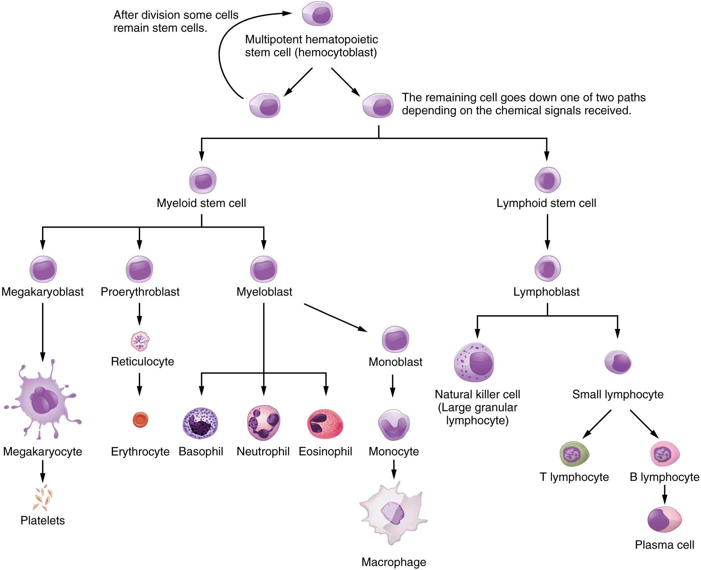 Созревание иммунных клеток. Схема дифференцировки иммунных клеток. Клетки иммунной системы и их функции таблица. Дифференцировка кроветворных клеток. Схема дифференциации клеток иммунной системы.