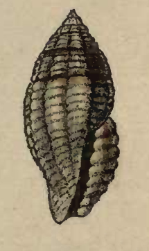 <i>Hemilienardia albostrigata</i> Species of gastropod