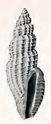 <i>Heterocithara seriliola</i> Species of mollusc