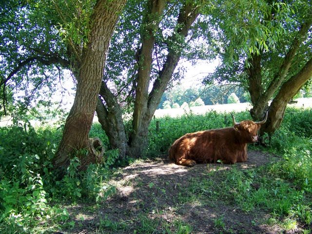 Highland cow, Avington Country Park - geograph.org.uk - 1328249