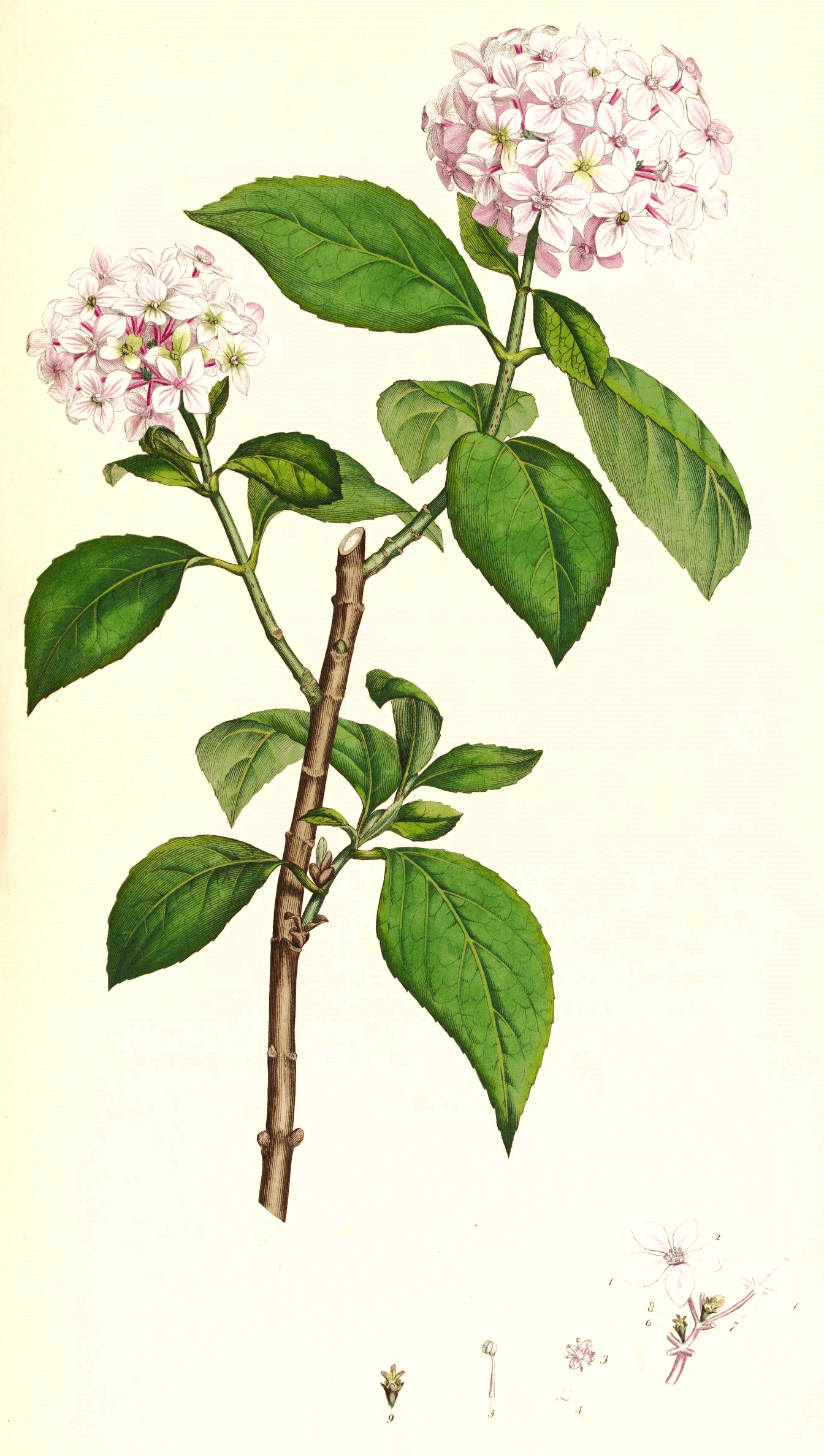 File:Hydrangea macrophylla SmSo.png  Wikimedia Commons