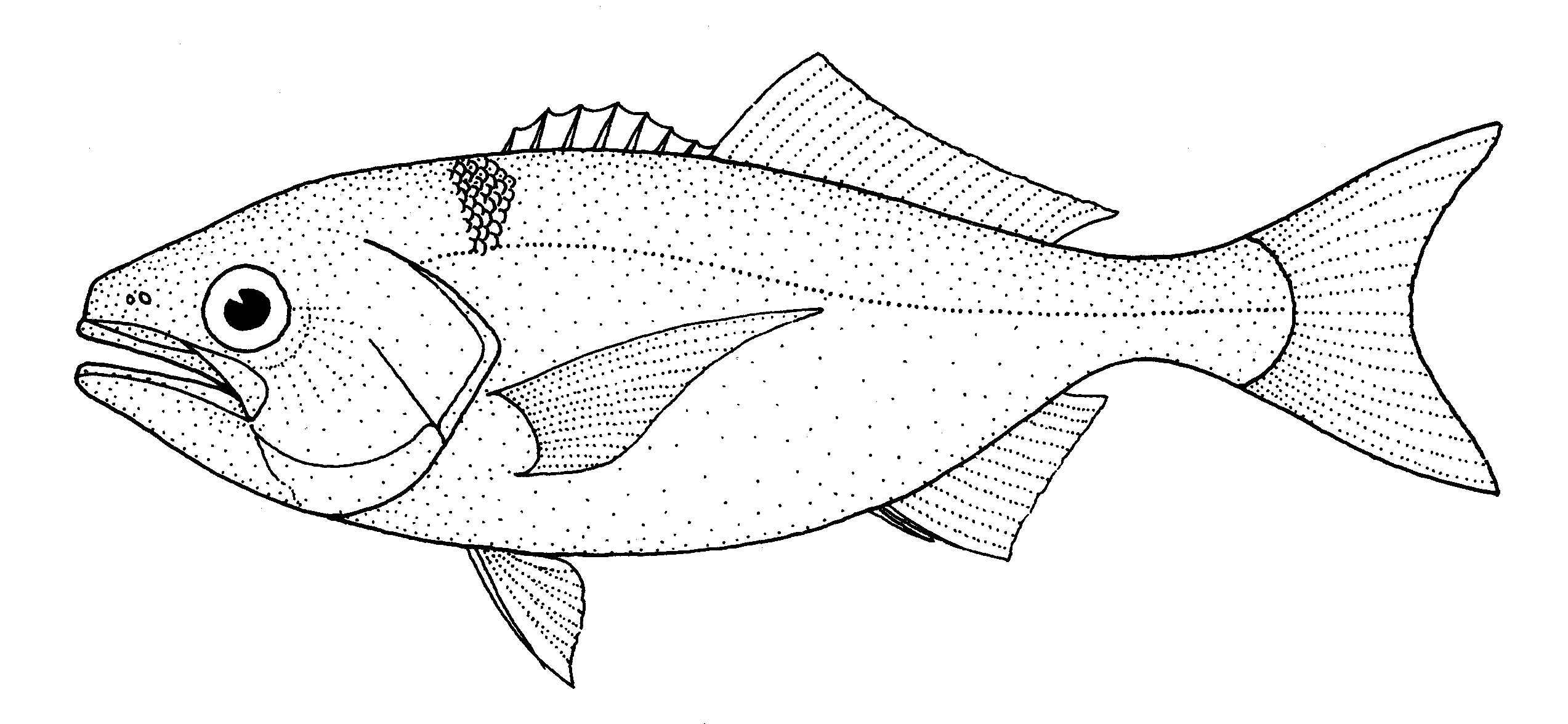 Рыба треска раскраска