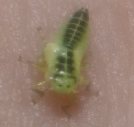 File:Idiocerus nymph.jpg