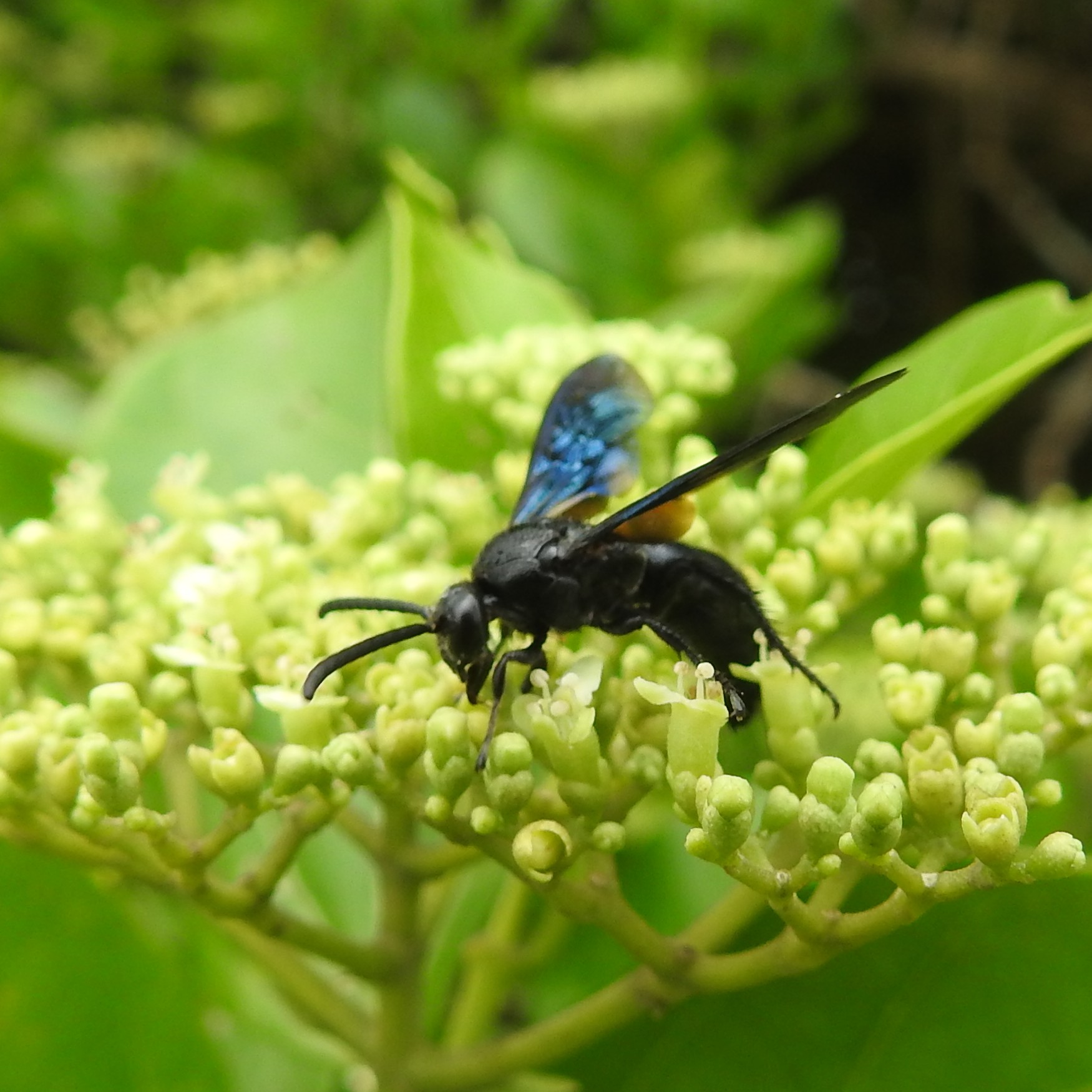 Scolia Wasp: Most Up-to-Date Encyclopedia, News & Reviews