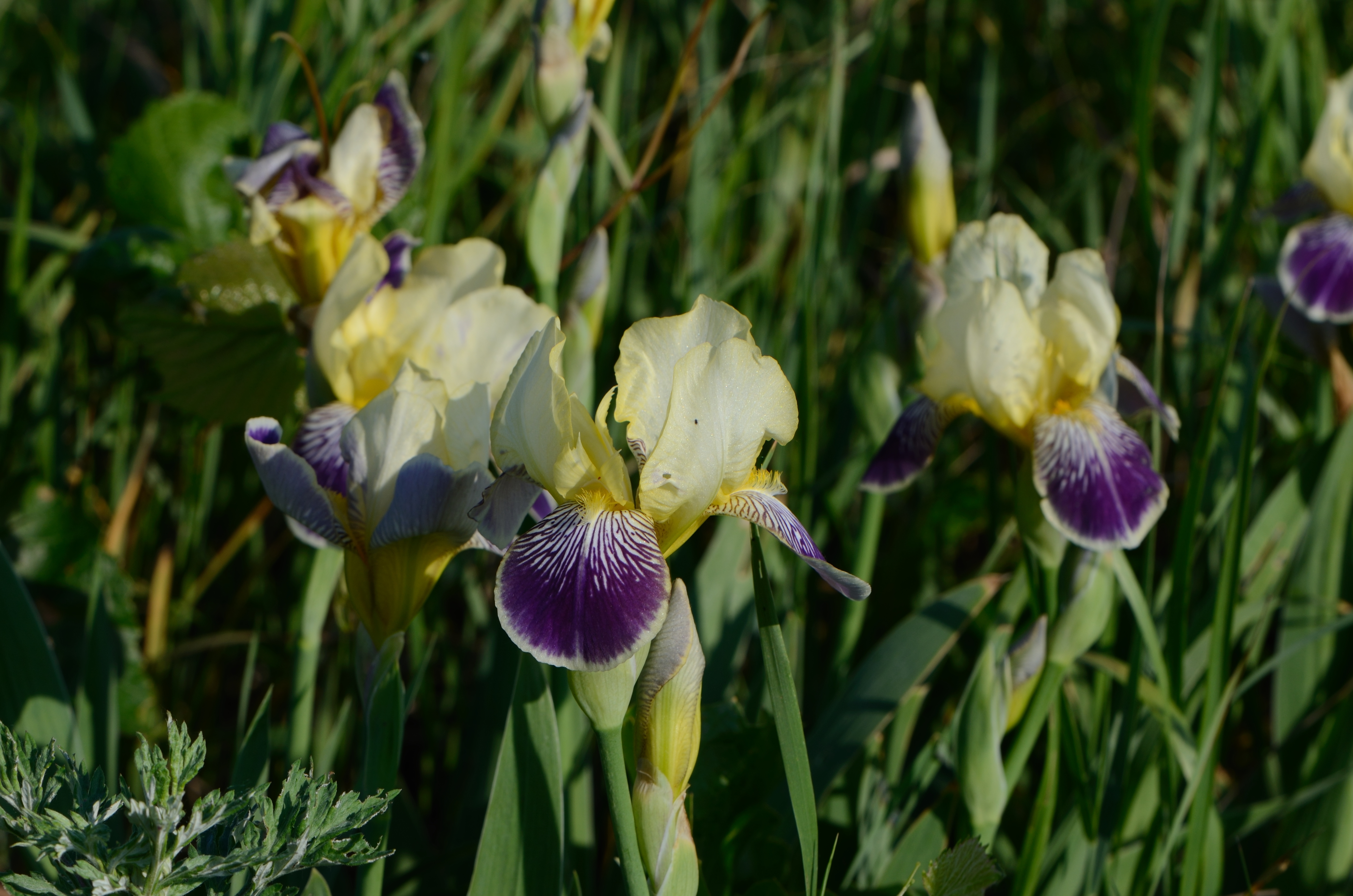 Ирис Iris versicolor