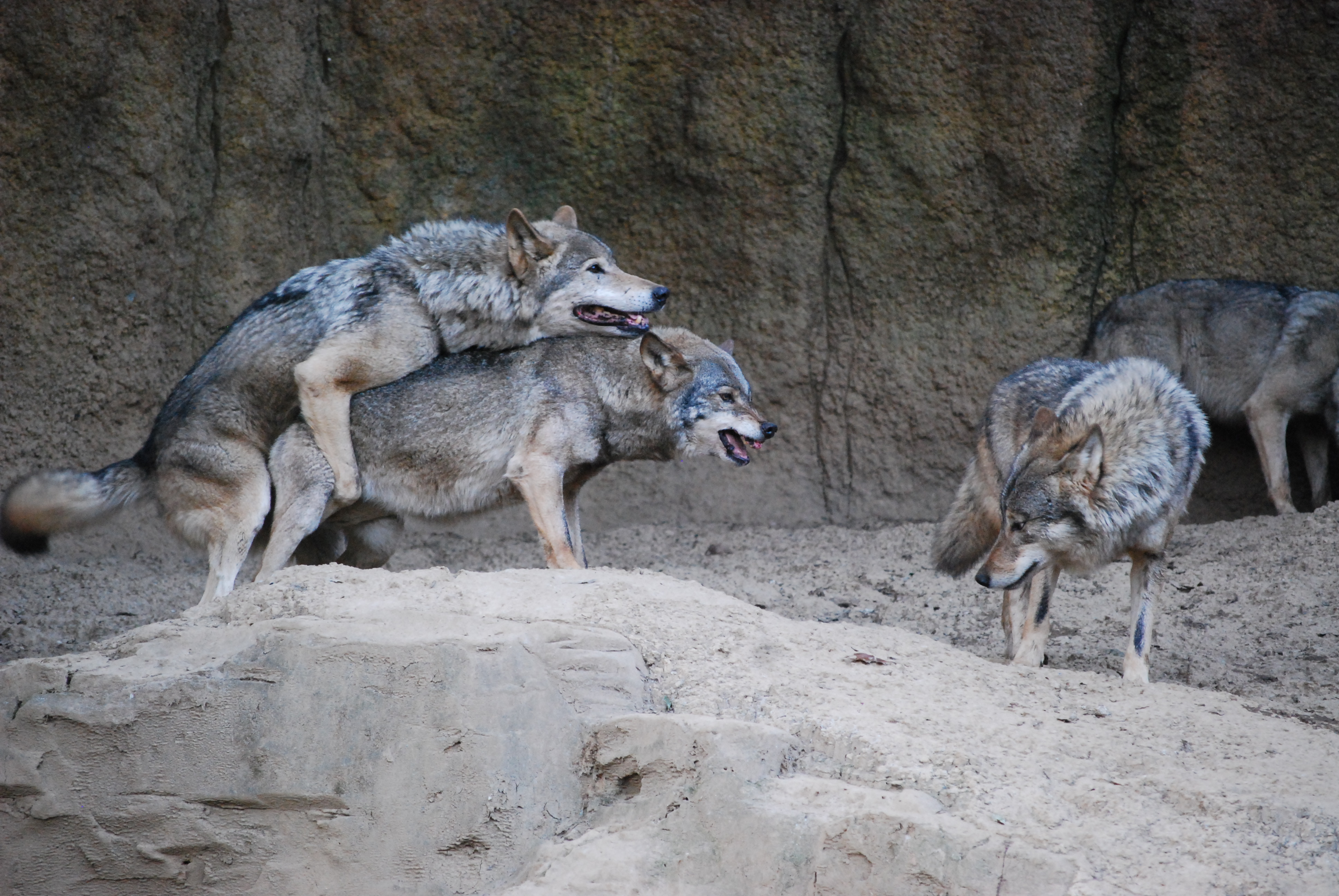 wolves mating