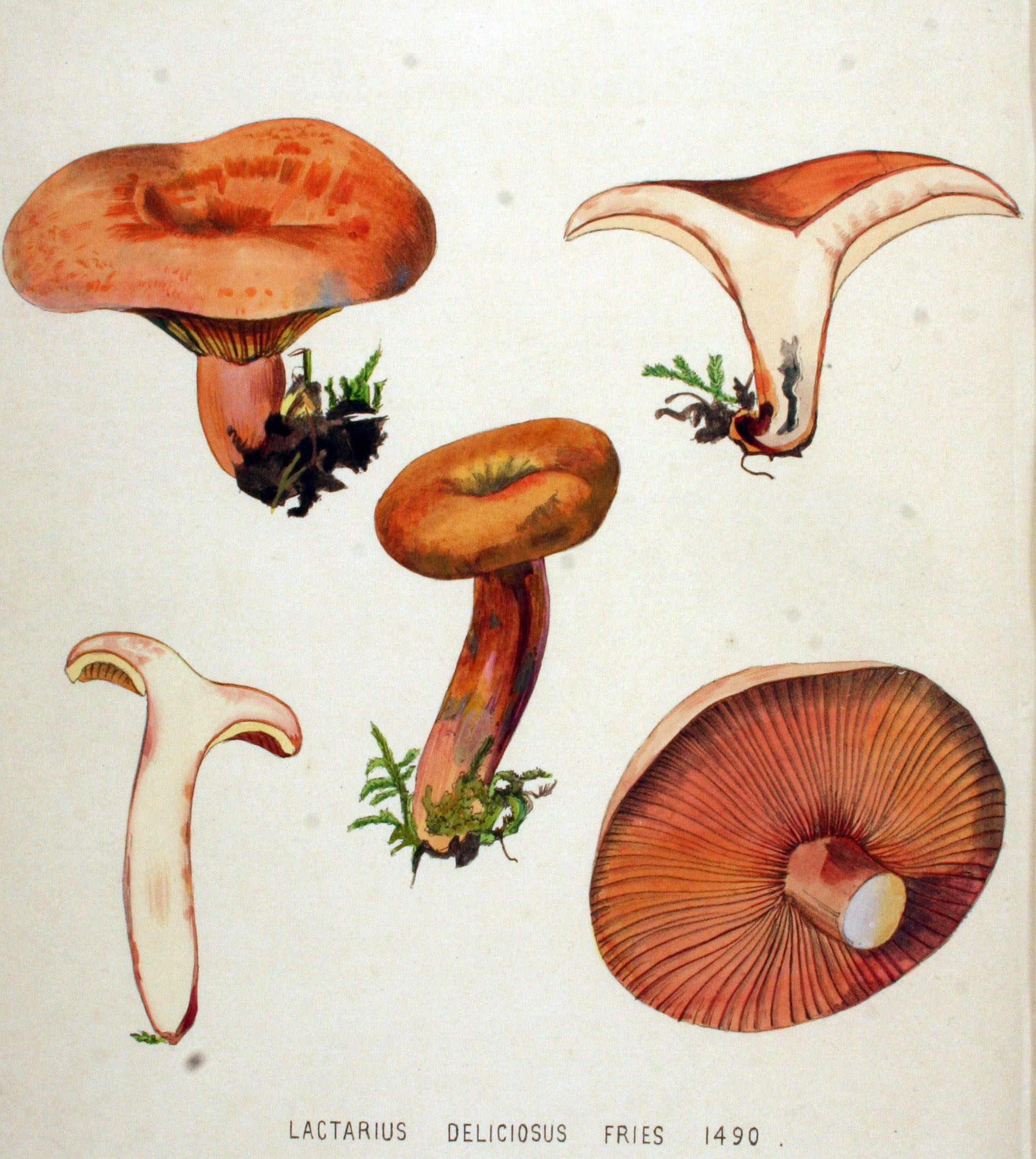 Lactarius рисунок