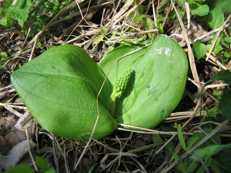 File:Listera ovata blatt.jpeg