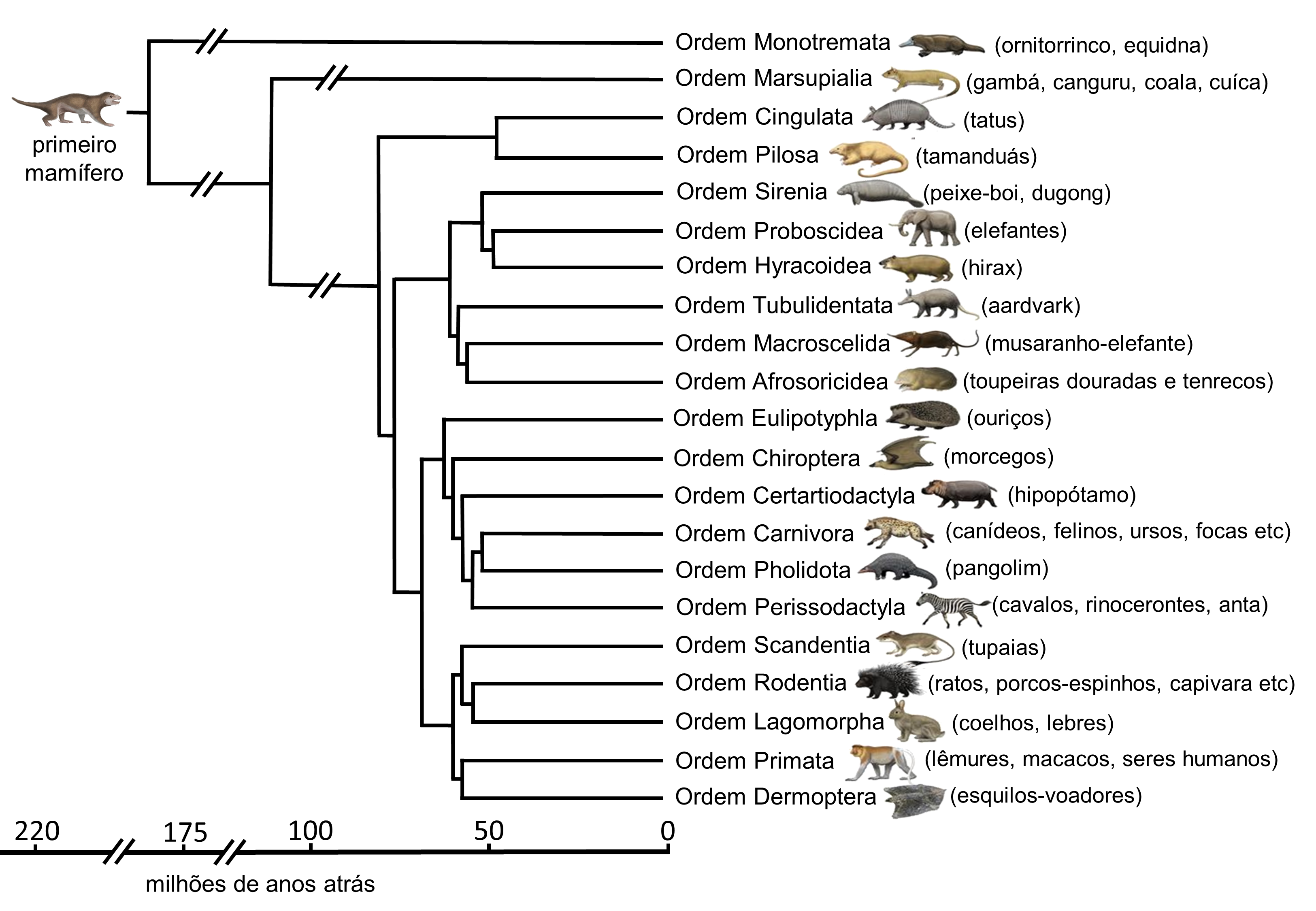 evolution tree mammals