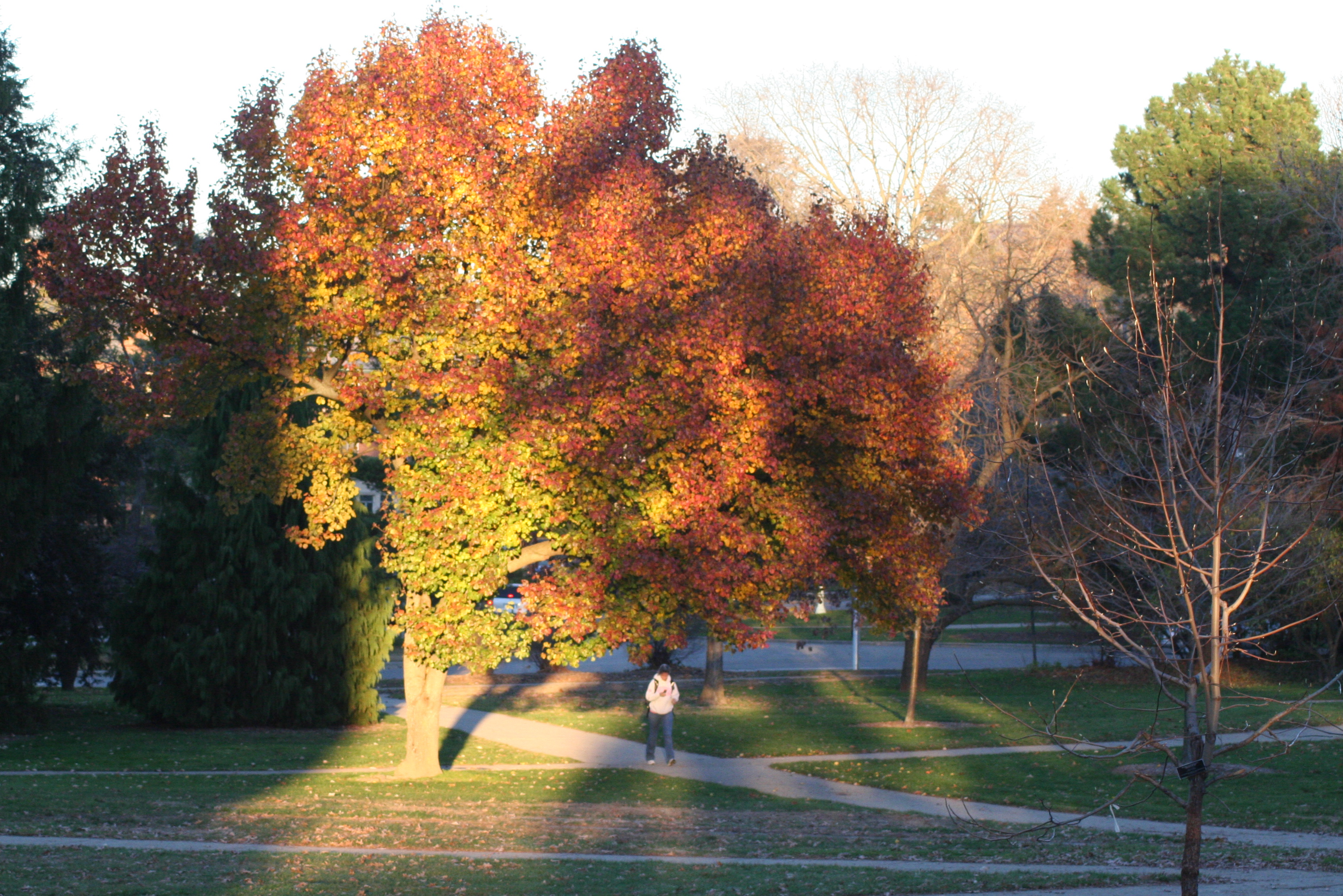 Tree fall