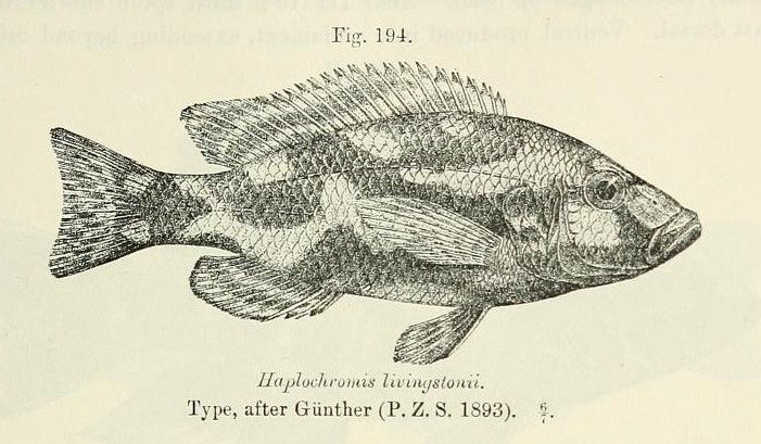 File:Nimbochromis livingstonii.jpg