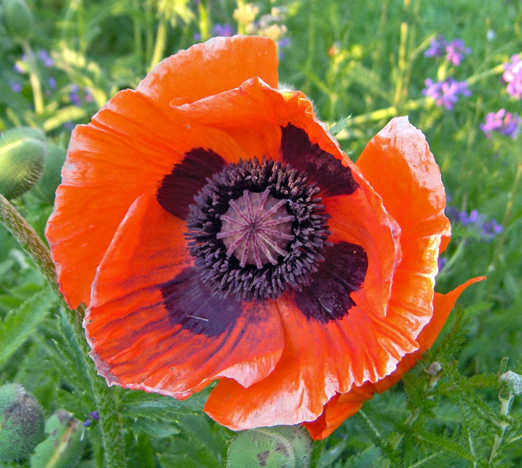 Маки цветы каких цветов. Мак Восточный (Papaver orientale). Мак щетинконосный. Мак крупноцветковый многолетний. Мак Восточный Midnight.