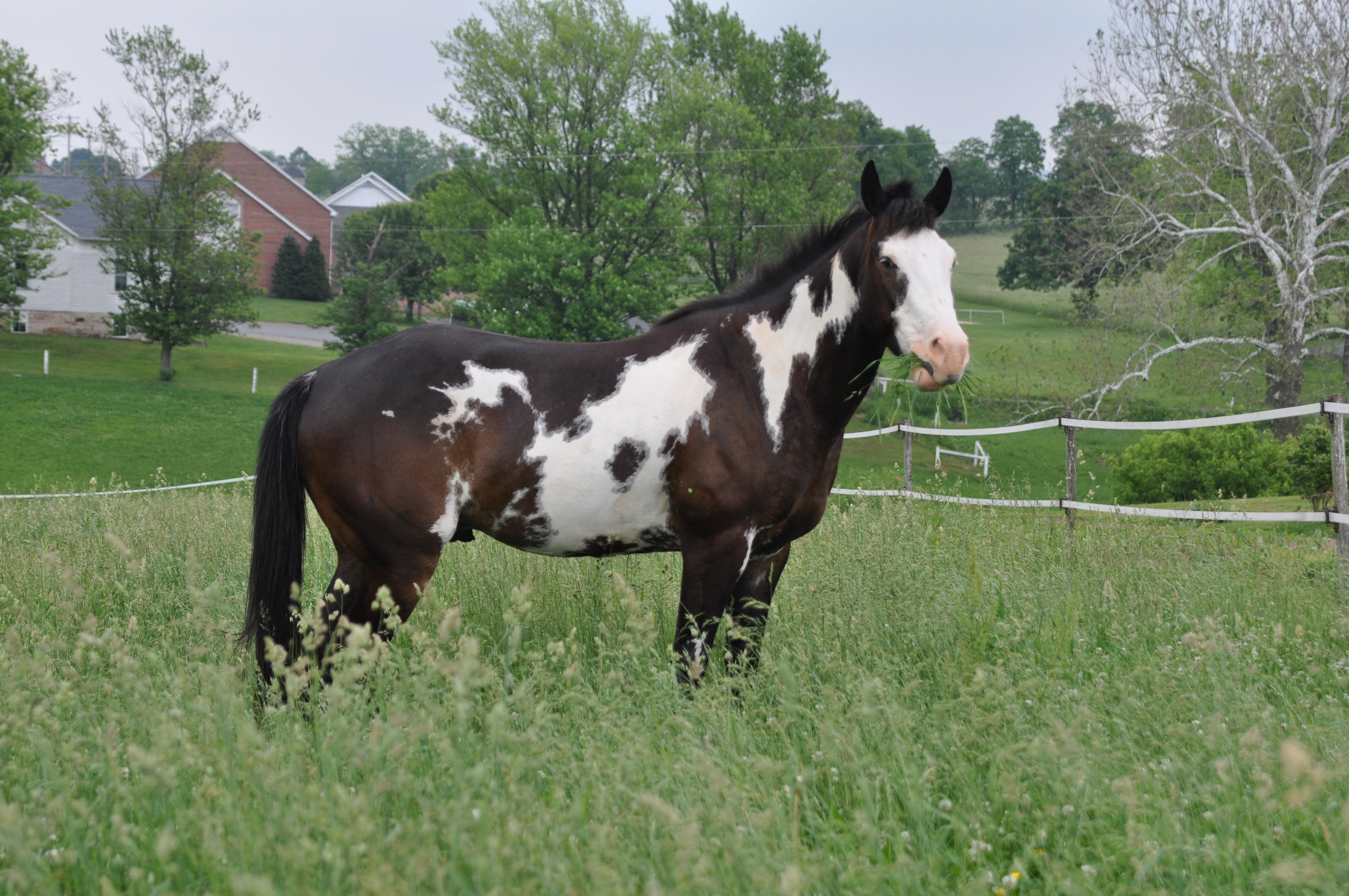 Color Cross Chart For Horses