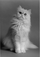 File:Persian Cat.jpg