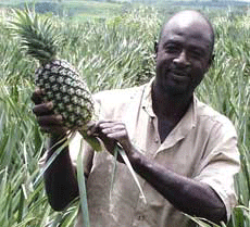 File:Pineapple 230.gif