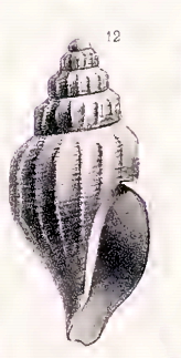 <i>Propebela bergensis</i> Species of gastropod