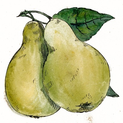 File:Fruit-pear.png - Vintage Story Wiki