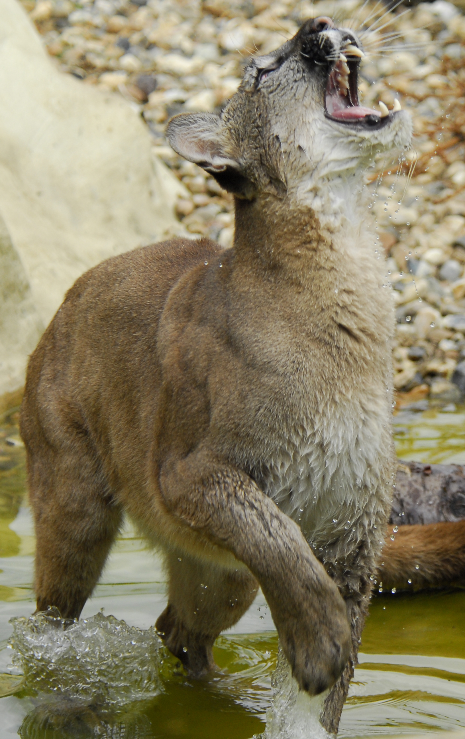File:Puma jumping in  - Wikimedia Commons