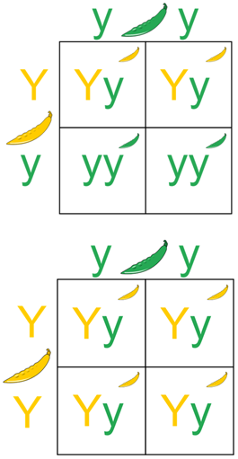 <span class="mw-page-title-main">Test cross</span> Concept in classical genetics