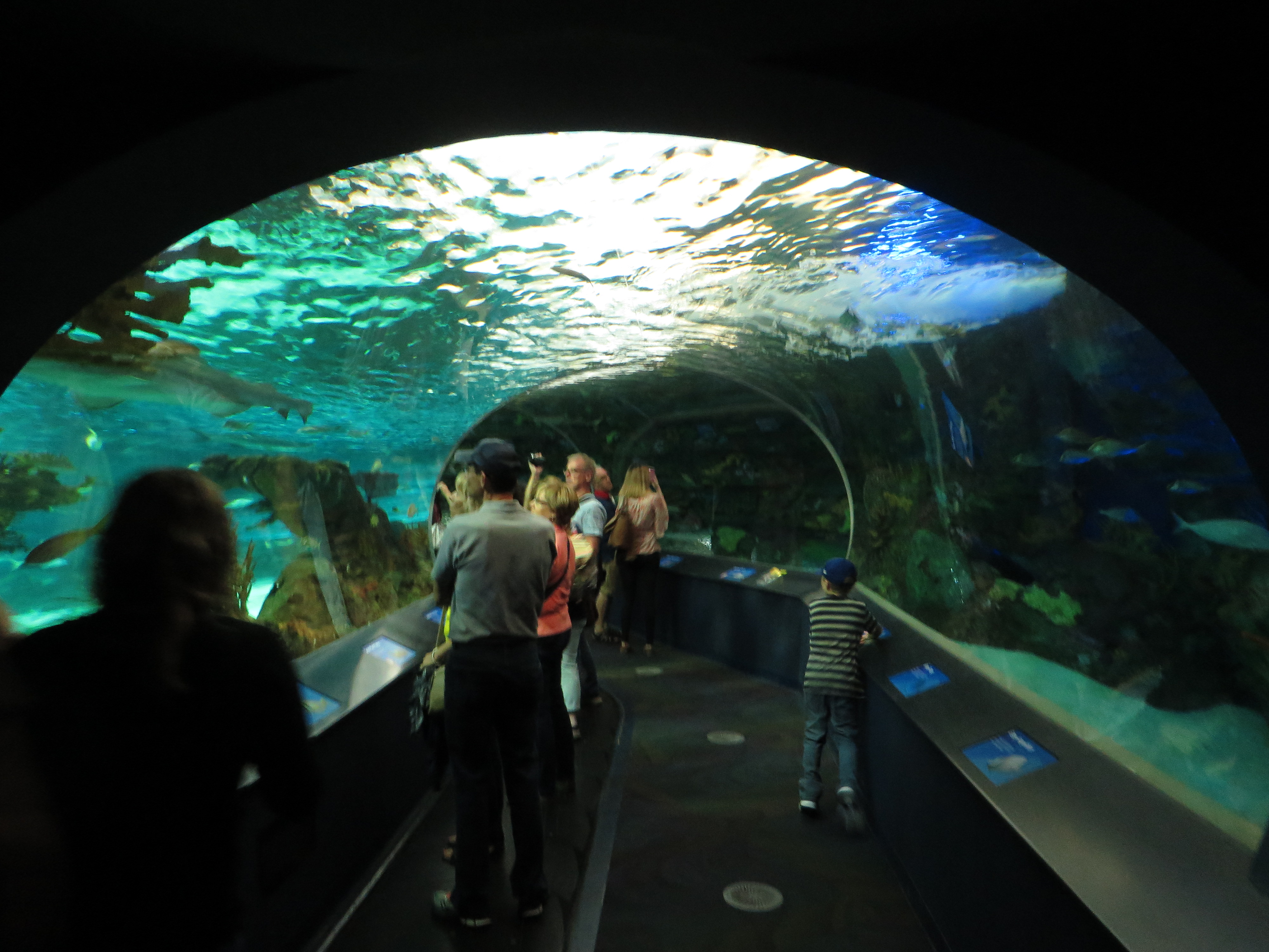 File:Ripley's Aquarium of Canada, Toronto, Ontario (30003229875).jpg -  Wikimedia Commons