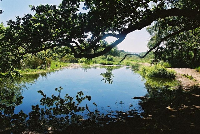 File:Rushy Pond on a hot summer's day - geograph.org.uk - 506543.jpg