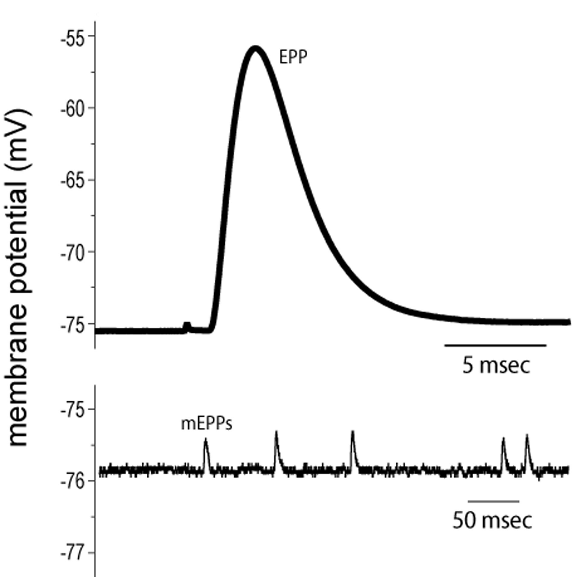 Muscle Motor Point Chart