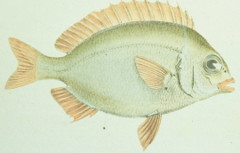 <i>Scolopsis curite</i> Species of fish