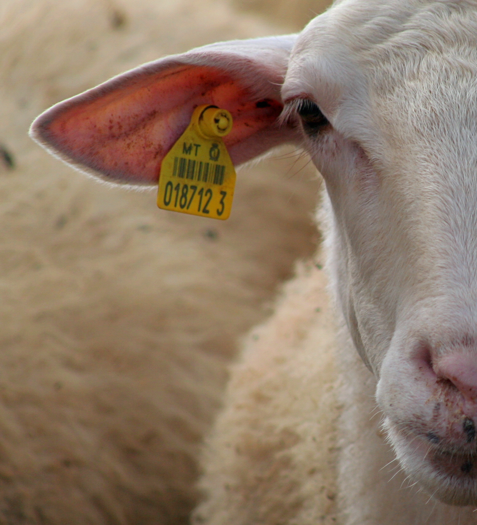 Übersetzung technisch: Schaf mit Ohrmarke