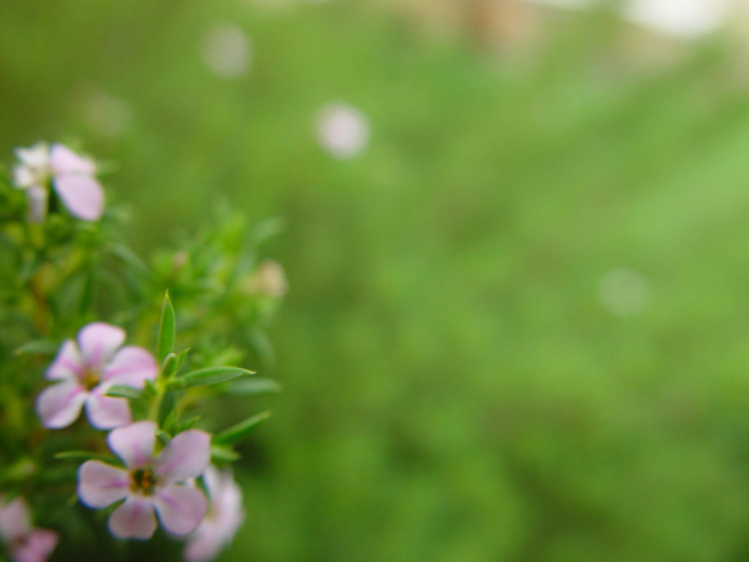 File:Small flowers bottom left light green  - Wikimedia  Commons