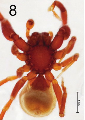 <i>Steriphopus macleayi</i> Species of spider