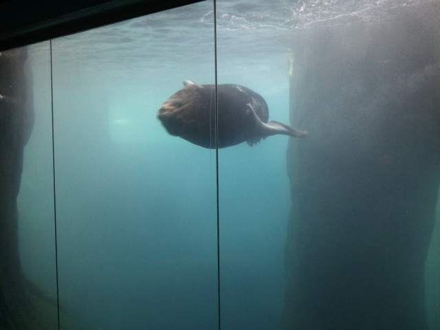 File:Sunny the Sea Lion at the El Paso Zoo.jpg