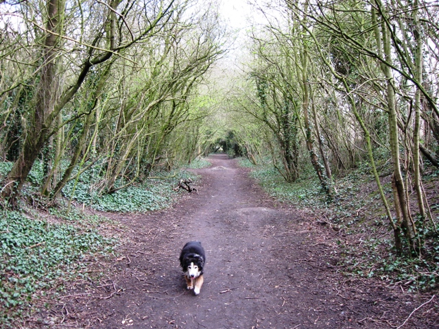 File:The Disused Railway Line from Wendover to Halton - geograph.org.uk - 1230842.jpg