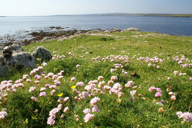 File:Thrift (Armeria maritima) on the southern tip of the Holm of Heogland - geograph.org.uk - 1378895.jpg