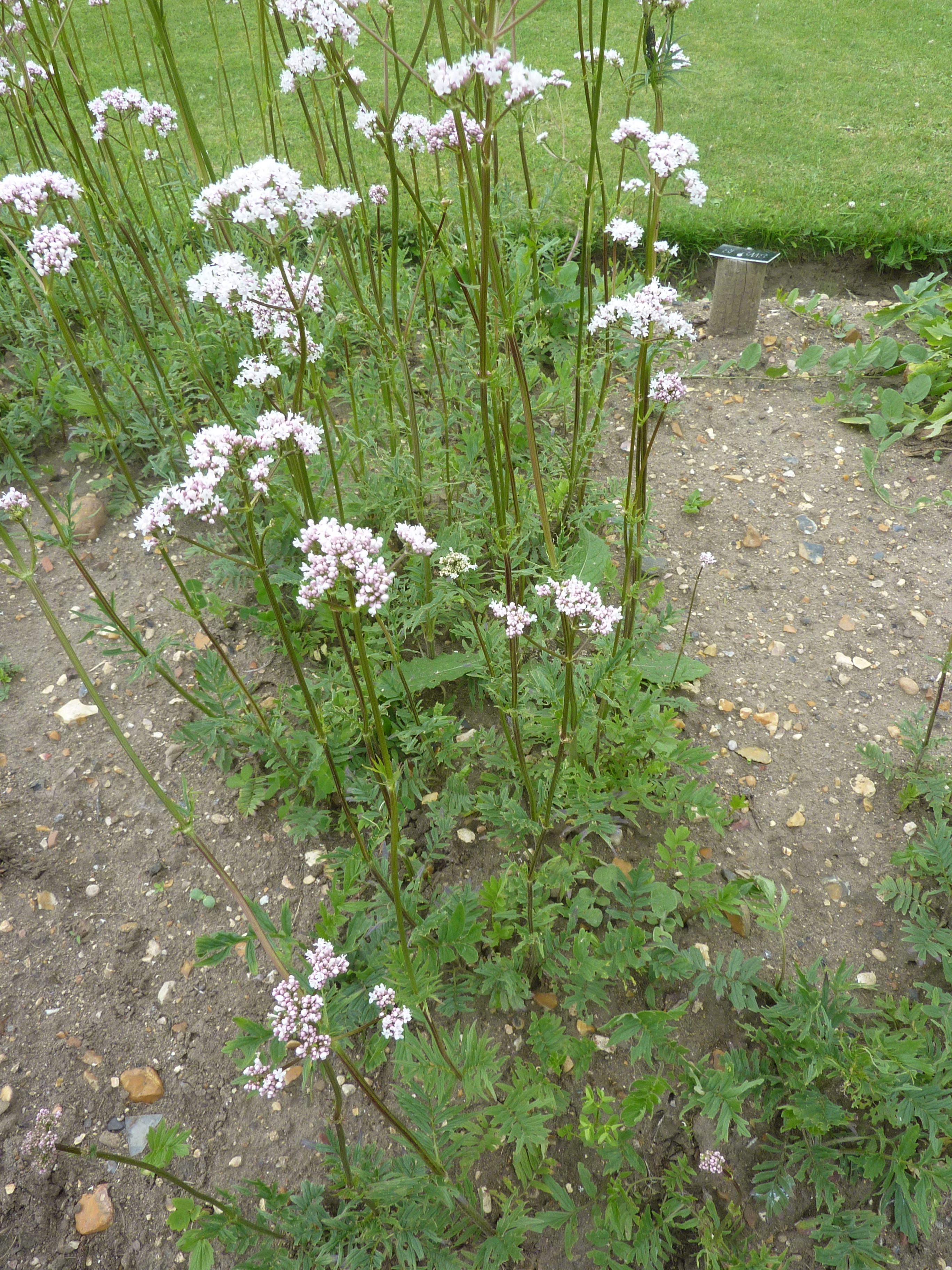 Ficheru Valeriana Officinalis Valerianaceae Plant Jpg Wikipedia