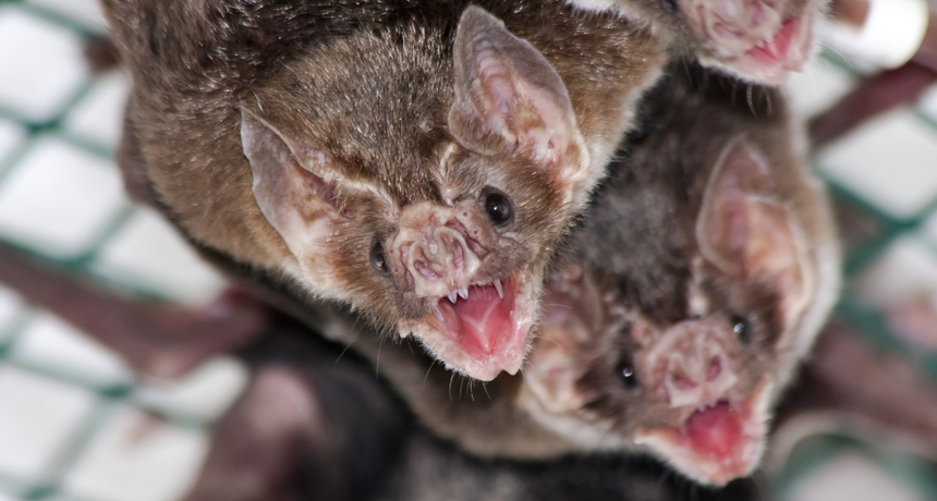 Image result for vampire bats