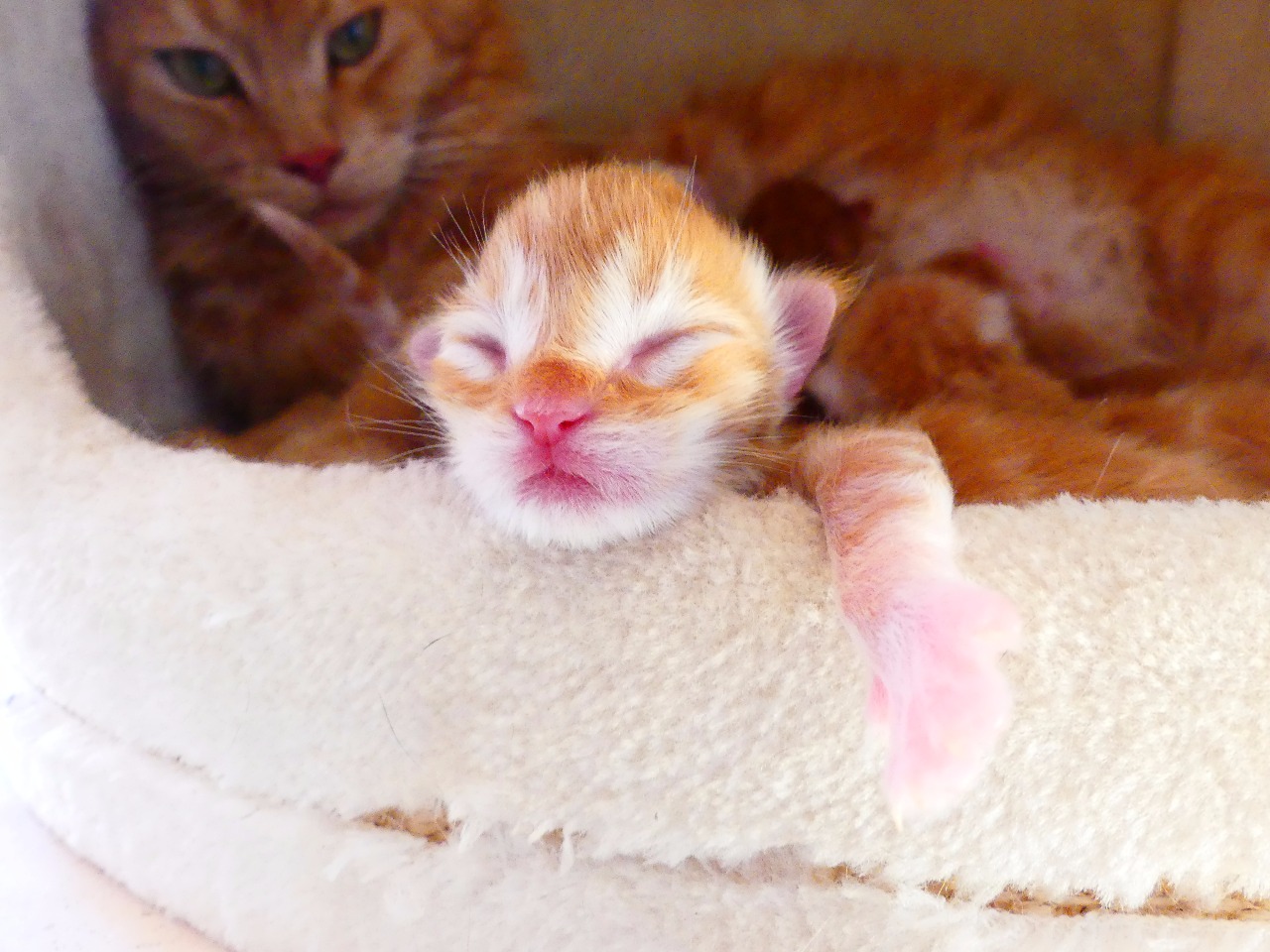 File Willkommen Email De Red Maine Coon Kittens For Sale Jpg Wikimedia Commons