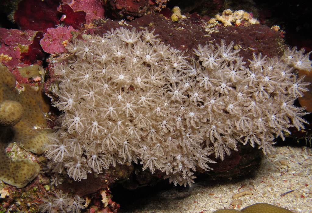 xenia coral types