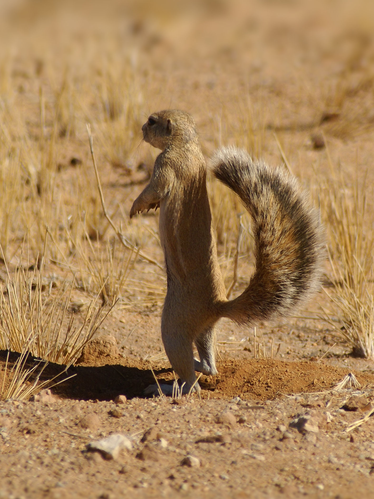 African Ground Squirrel Wikipedia