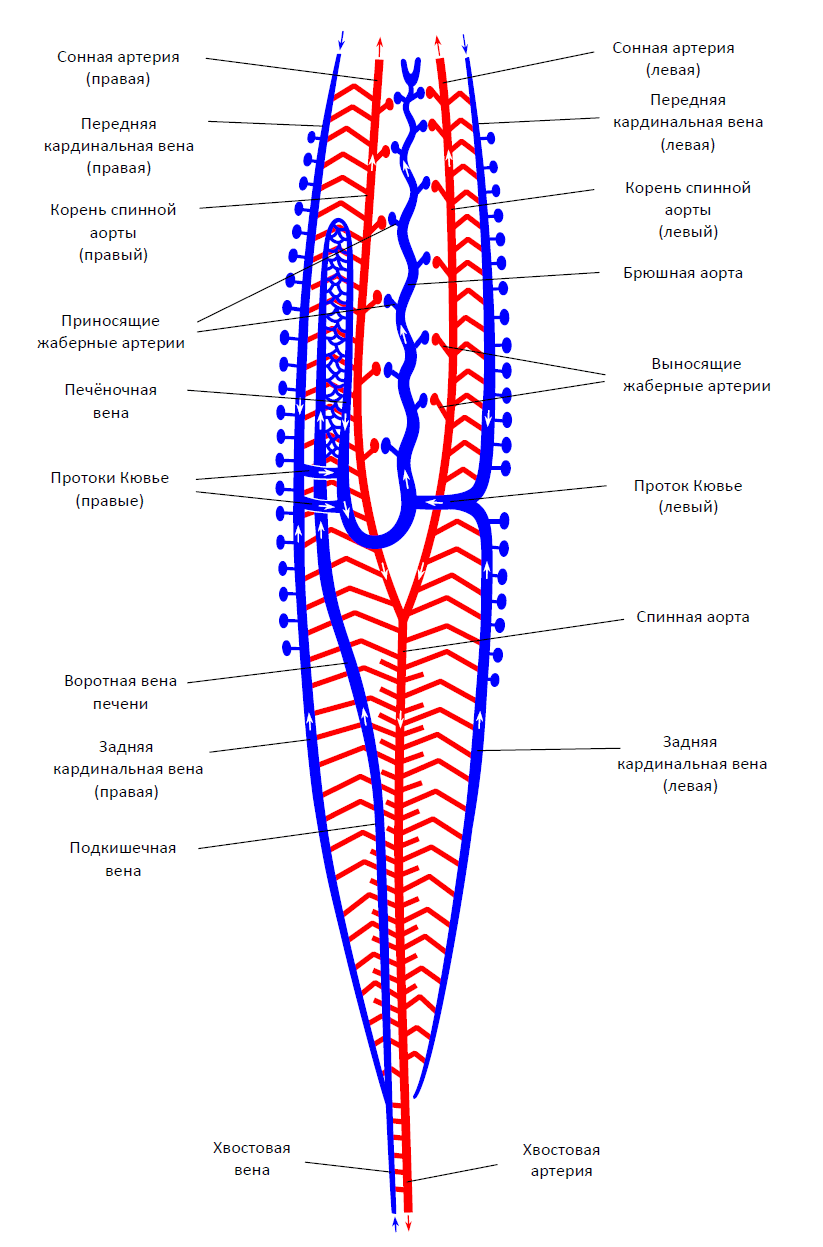 Кровеносная система ланцетника схема