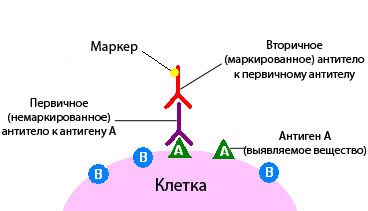 Pap метод иммуногистохимия схема