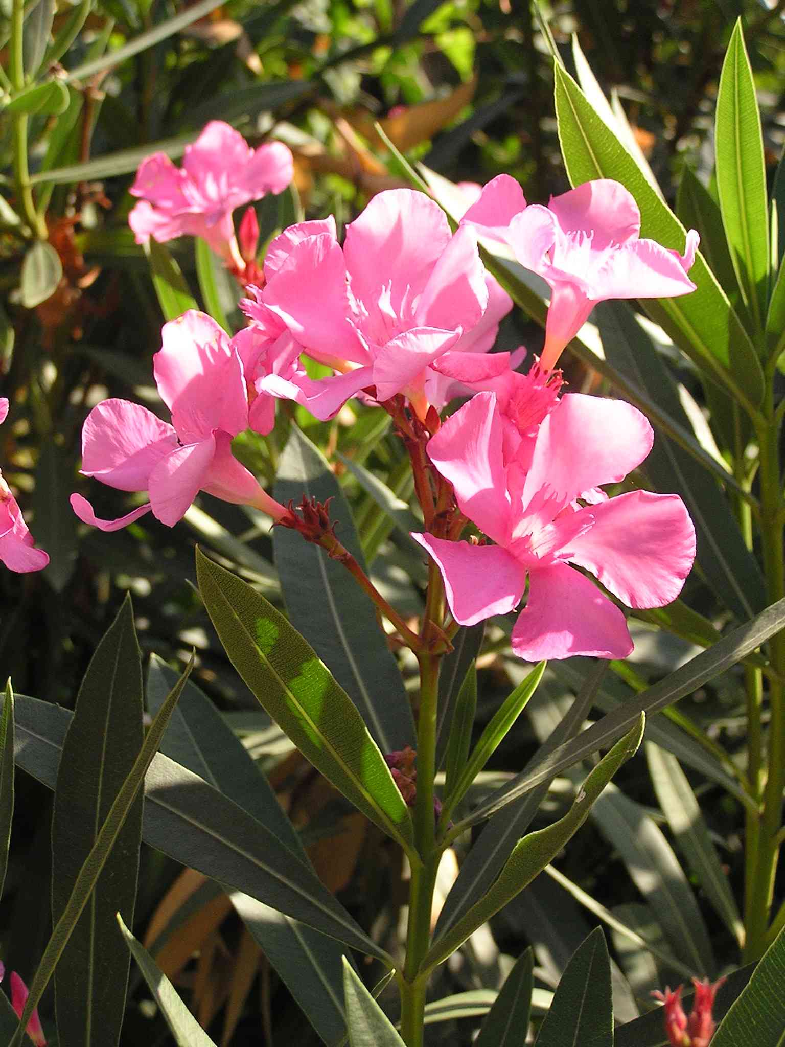 Laurier Rose – Plante Île-de-France