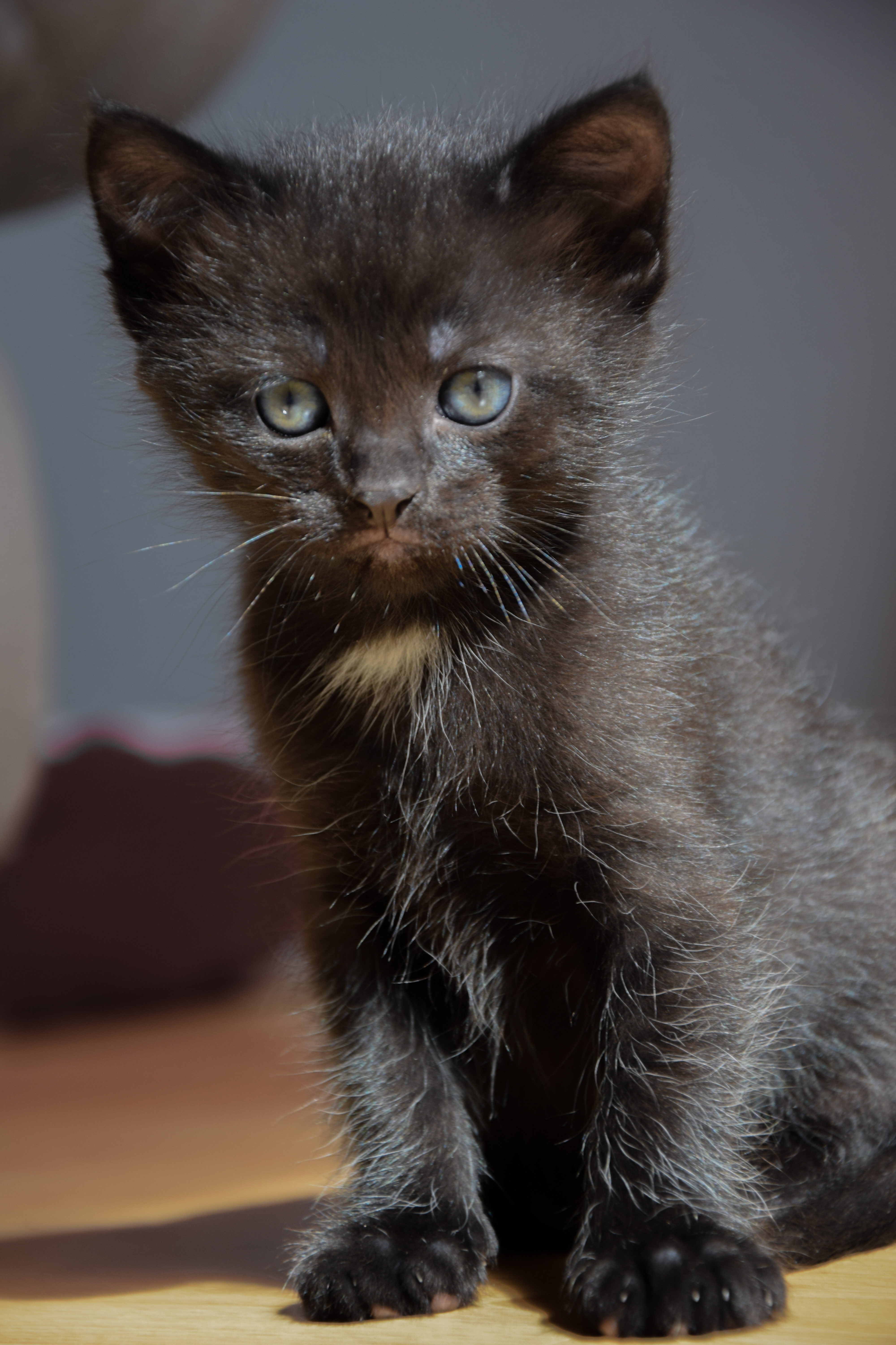 File:1-month-old kitten 38.jpg - Wikimedia Commons