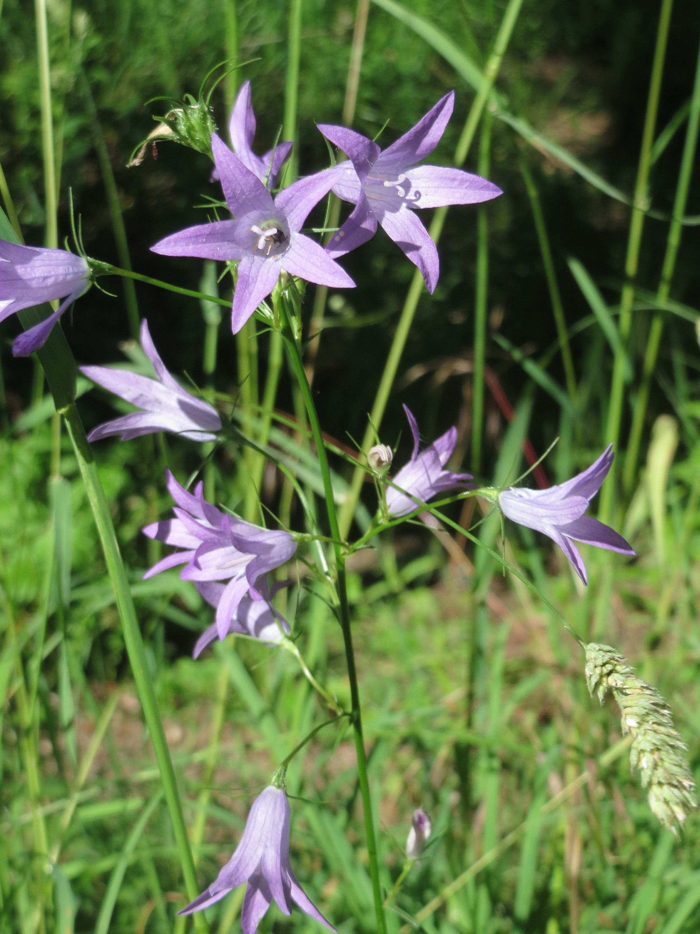 Колокольчик соль диезом. Campanula rapunculus.