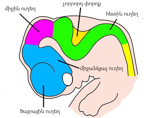 File:6 week embryo brain hy.jpg